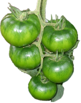 Pedro Martos, S.A. tomates